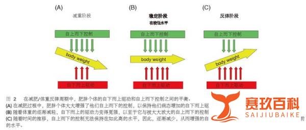 “行为平衡模型”:肥胖的病因及治疗的一个新视角(摘录)