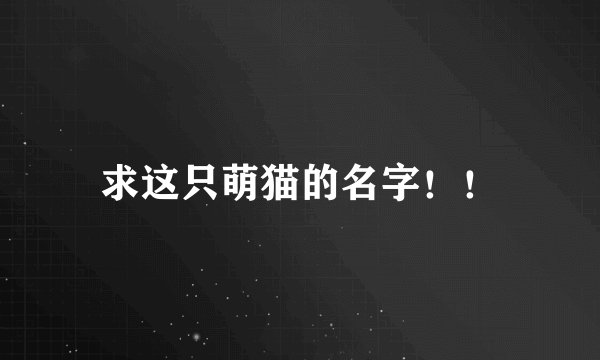 求这只萌猫的名字！！