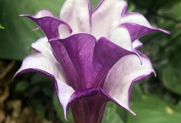 花语代表杀戮是什么花?