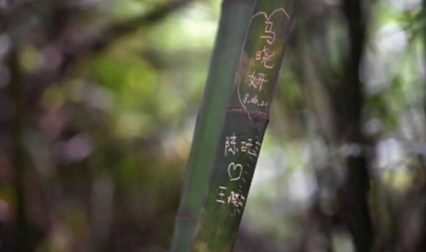 成都大熊猫基地景观竹遭游客刻划是怎么回事?