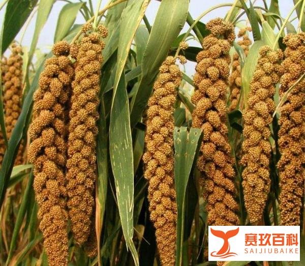 小黄米产地大揭秘!中国哪里产的最好?速览产地指南!