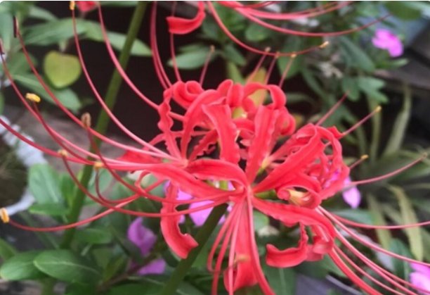 花语代表杀戮是什么花?