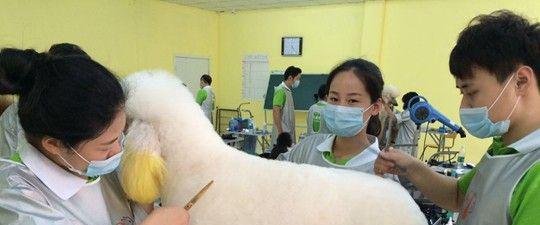 宠物美容师工资多少