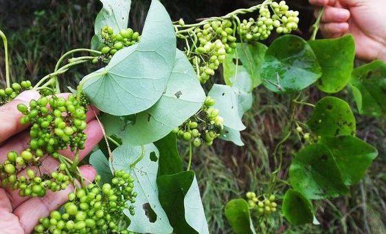 天然的千金藤素离治疗新冠还很远,千金藤素到底是什么来头?