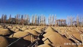 敦煌万亩沙漠防护林遭剃光头式砍伐,这对于沙漠会造成什么危害?