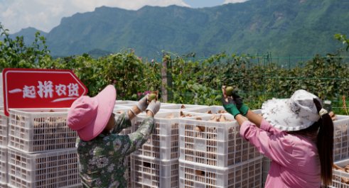 多多买菜24小时客服电话
