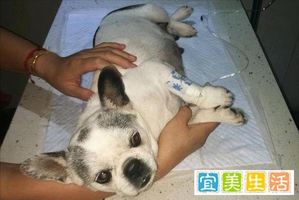 狗狗交配途中被打断，会导致什么后果？