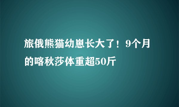 旅俄熊猫幼崽长大了!9个月的喀秋莎体重超50斤