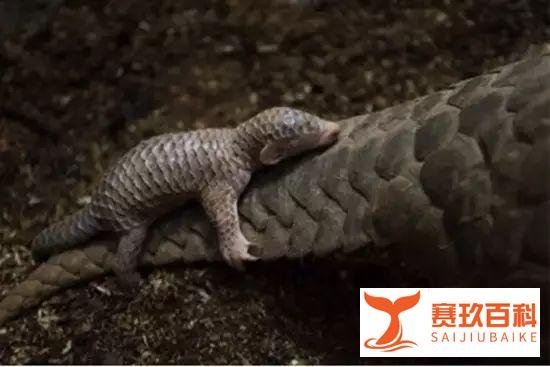 冰点 | 除了那位“穿山甲公子”,你还应该知道这些