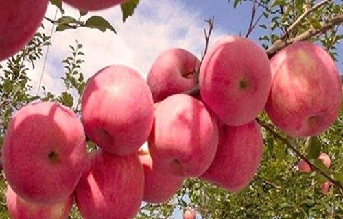 湖南可以种苹果树吗