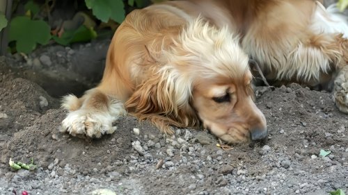 可卡犬价格多少钱一只
