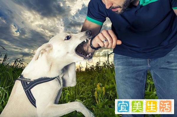 狗狗交配途中被打断，会导致什么后果？