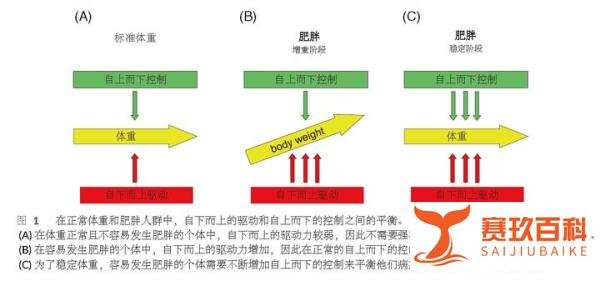 “行为平衡模型”:肥胖的病因及治疗的一个新视角（摘录）