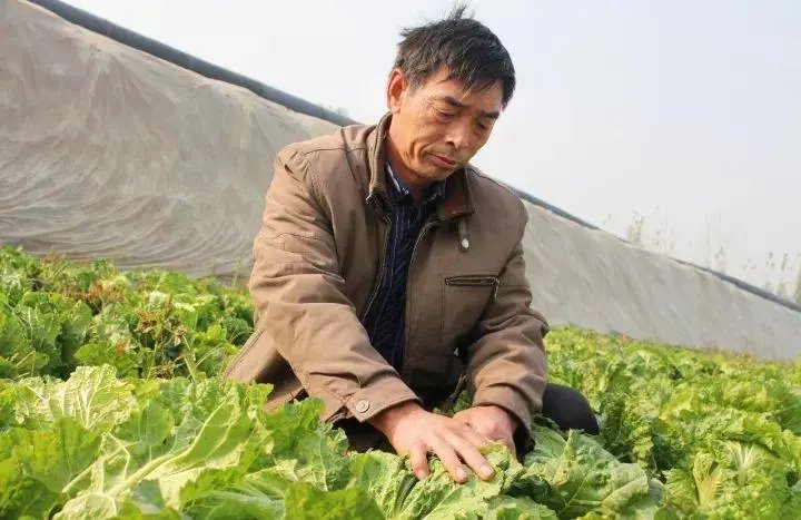 优秀!山东一村8090后全部回村就业!现在回村干什么有发展前景?