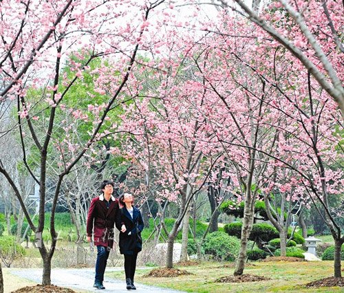 盛开的樱花林下的内容简介