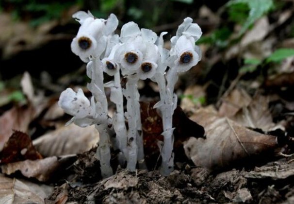 花语代表杀戮是什么花?