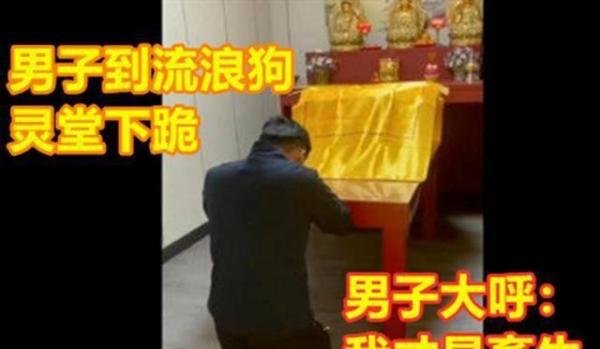 撞死流浪狗灵堂下跪承担丧葬费，狗肉店老板的我岂不是长跪不起？