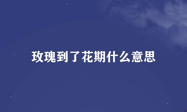 玫瑰到了花期什么意思