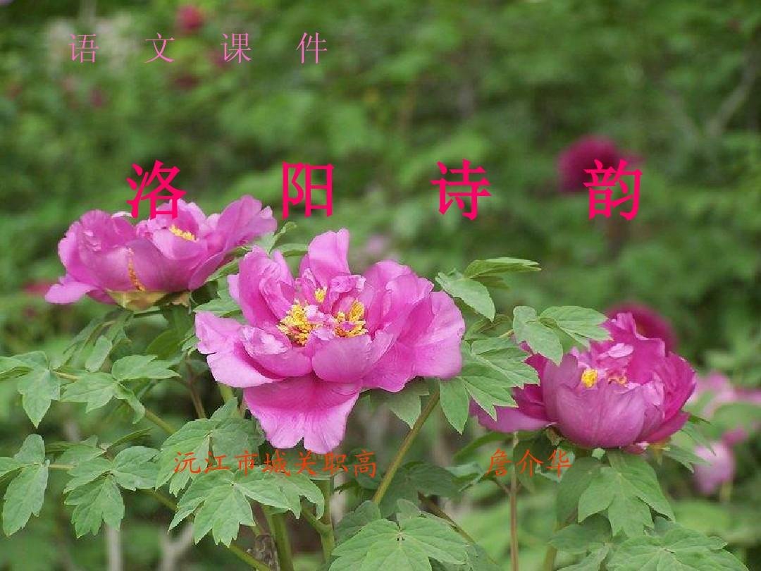 洛阳诗韵原文及解析