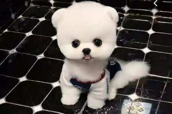 博美俊介跟博美的区别