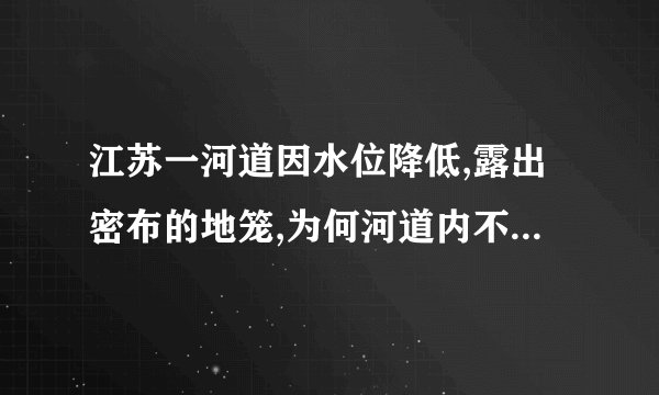 江苏一河道因水位降低,露出密布的地笼,为何河道内不能下地笼?