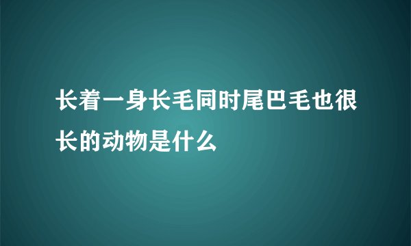 长着一身长毛同时尾巴毛也很长的动物是什么
