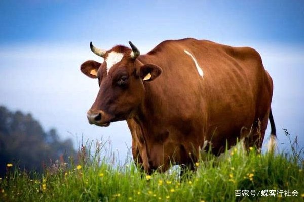 宁德一疯牛街头攻击行人被击毙，现场是否有人因此受伤？