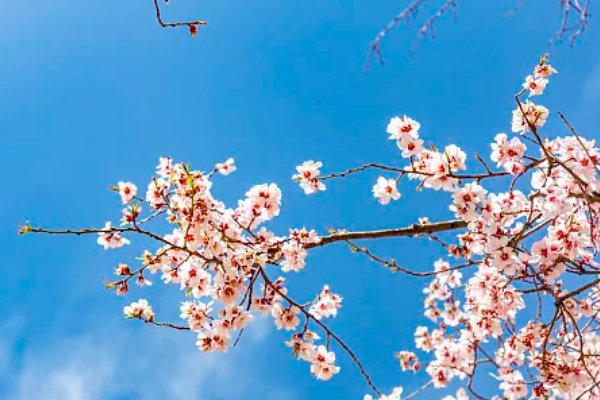 桃花是一年四季都有的吗?