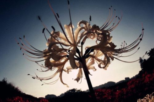 黑色无义花是彼岸花吗？最好图片