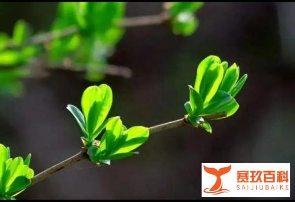 22年“犯太岁”的生肖有哪些