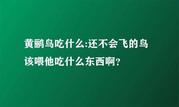 黄鹂鸟吃什么:还不会飞的鸟该喂他吃什么东西啊?
