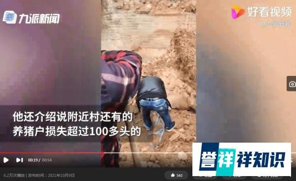 山西一村民50多头猪被落石砸死 这是咋情况？
