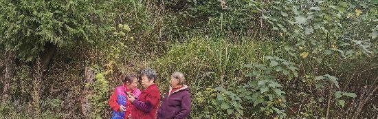 四川西充失联化学老师在埋葬爷爷的山头自缢身亡