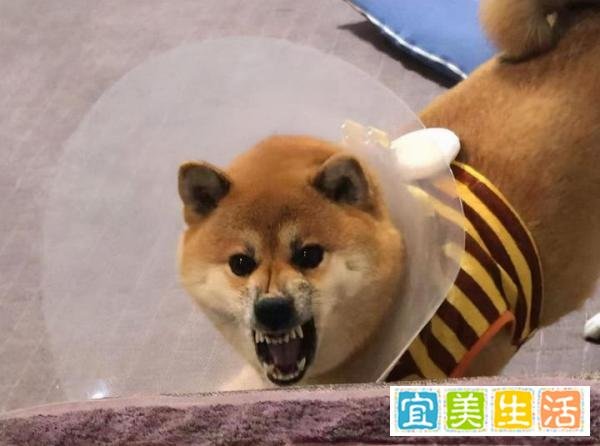 狗狗交配途中被打断，会导致什么后果？