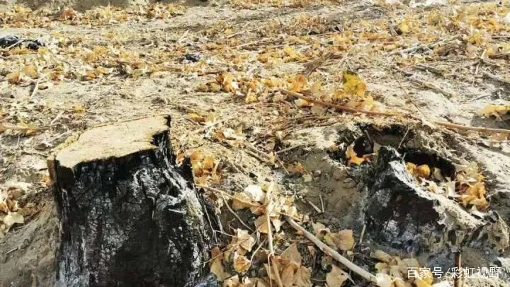敦煌万亩沙漠防护林遭剃光头式砍伐,这对于沙漠会造成什么危害?