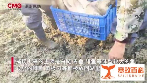 高校内湖捞3000斤鱼直送食堂，请全校吃全鱼宴