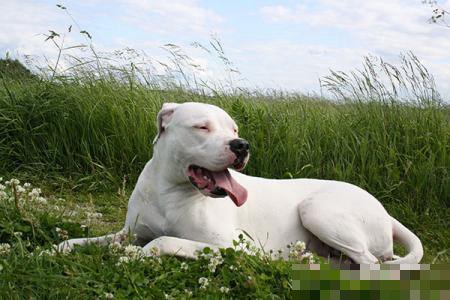 杜兵犬是烈性犬吗