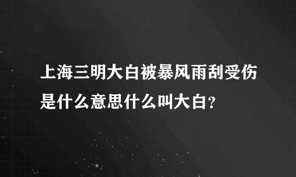 上海三明大白被暴风雨刮受伤是什么意思什么叫大白？