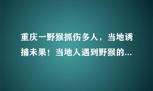 重庆一野猴抓伤多人，当地诱捕未果！当地人遇到野猴的时候该如何保护自己？