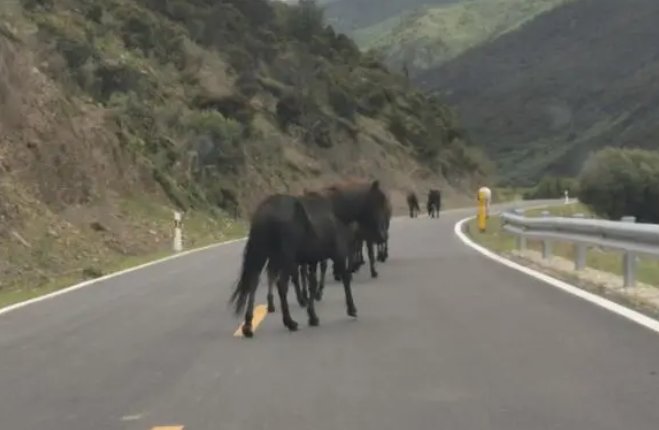北京四环主路现奔跑的白马,马是否可以上公路?