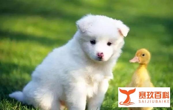 【宠物界福尔摩斯】——失踪宠物案的夏洛克和华生