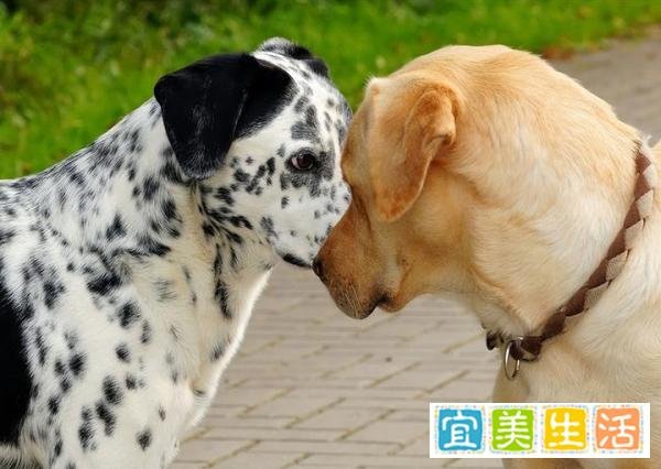 狗狗交配途中被打断，会导致什么后果？