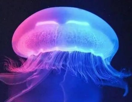 美国科学家拍到罕见冥河水母,这种水母有什么特点?