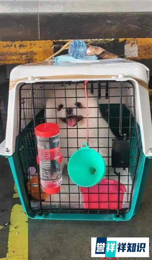 爱犬托运后死亡,知名女星李紫婷愤怒发声!泰国航空官方回应