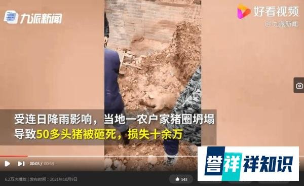 山西一村民50多头猪被落石砸死 这是咋情况？