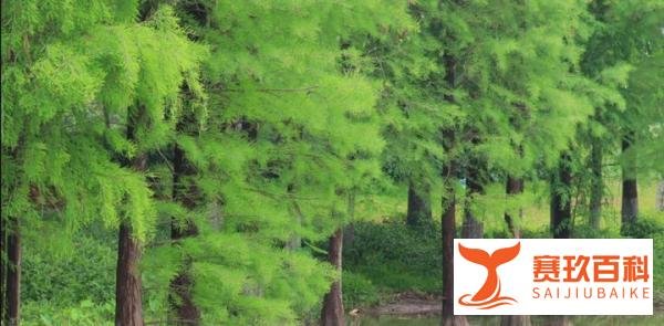三亚凤凰岛破产重整,坠落神坛十年间:房价从每平15万跌到4.2万
