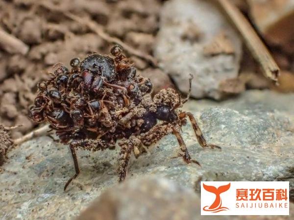 柳宗元《蝜蝂之死》：知足常乐，别让太多贪欲压垮了人生