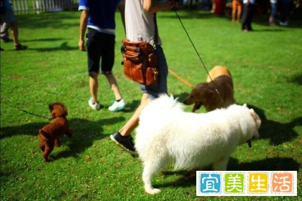 狗狗交配途中被打断，会导致什么后果？
