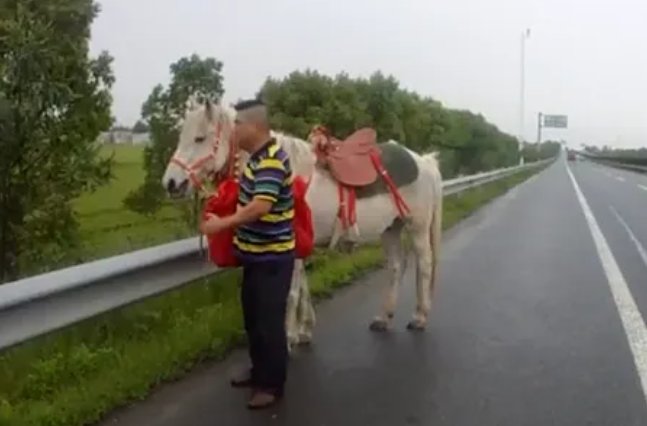 北京四环主路现奔跑的白马,马是否可以上公路?