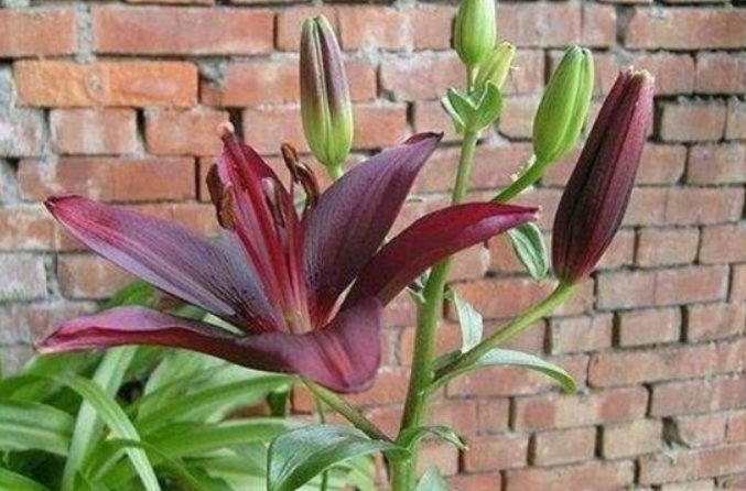 花语代表杀戮是什么花?
